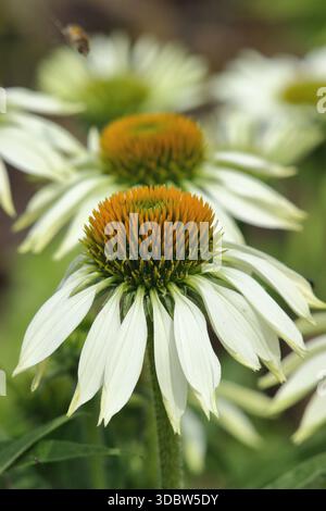 Echinacea purpurea 'White Swan' coneflower, pétales blancs tombants et cône central proéminent. Communément appelé coneflowers. Banque D'Images