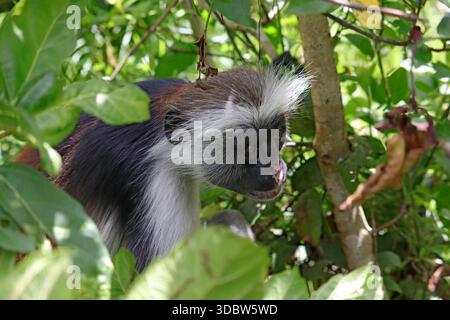 Tanzanie - Zanzibar - la tête du singe colobus rouge de Kirk (Piliocolobus kirkii), endémique en voie de disparition à Unguja, entouré de forêt de jungle prise Banque D'Images