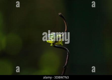 Grenouille de verre fantôme (Sachatamia ilex) dans les basses terres des Caraïbes du Costa Rica Banque D'Images