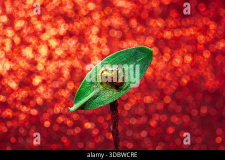 Photo macro extrêmement détaillée d'une tortue dorée brillante reposant sur une feuille verte. Arbore un fond bokeh rouge éclatant et un effet highlightin Banque D'Images