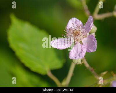 Fleur de mûre de l'Himalaya (Rubus armeniacus) en fleurs à Stoke Park, Guildford, Angleterre Banque D'Images