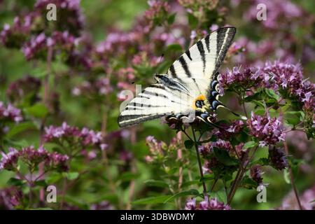 Papillon dans le jardin d'herbes sur origan Banque D'Images