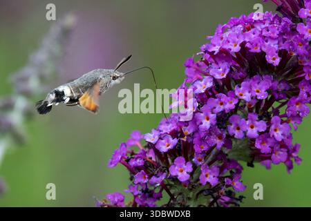 Jardin faune colibri pollinisateur Hawk sucer long Proboscis en vol Macroglossum stellatarum Moth voler Banque D'Images