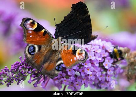papillons sur buddleja Banque D'Images