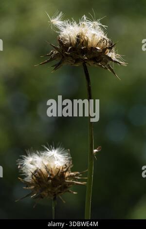 Chardon au lait béni, Silybum marianum, têtes de graines séchées Banque D'Images