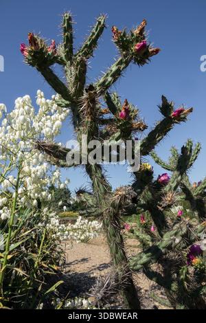Plantes du désert d'Amérique du Nord arbre Cholla, Cane Cactus et Yucca Banque D'Images