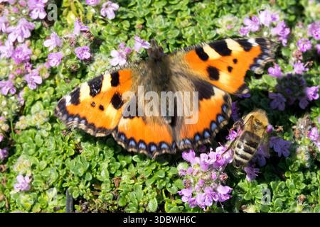Papillon abeille fleur thym Banque D'Images