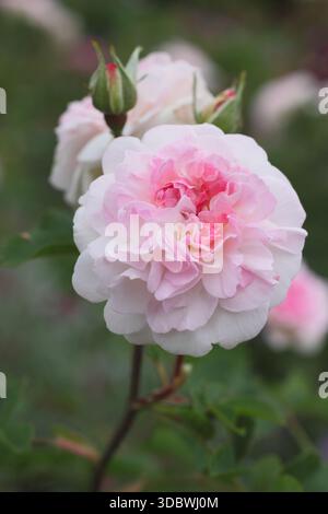 Rose. Rosa Rosemoor, aussi appelée Austough, rose pâle arbuste anglais élevé par David Austin. Nommé d'après le jardin Devon de la Royal Horticultural Society Banque D'Images