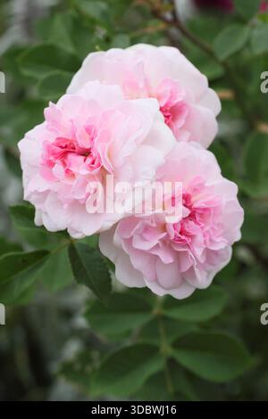 Rose. Rosa Rosemoor, aussi appelée Austough, rose pâle arbuste anglais élevé par David Austin. Nommé d'après le jardin Devon de la Royal Horticultural Society Banque D'Images