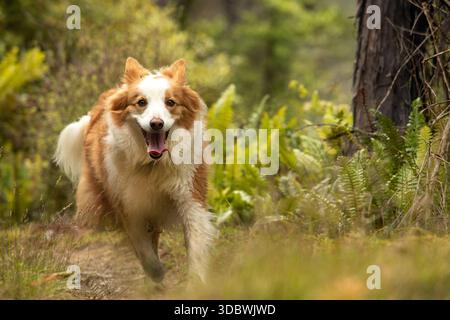Vue d'un chien joyeux et énergique au pelage rouge et blanc traversant des fougères verdoyantes et des arbres, Nydia Bay, région de Marlborough, Nouvelle-Zélande. Banque D'Images