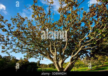 Arbre Magnolia du Sud dans le parc Banque D'Images