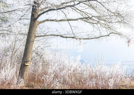 Paysage givré avec un arbre mature avec un nichoir attaché à son tronc, contre un champ d'herbe couverte de glace. C'est un sce hivernal serein Banque D'Images