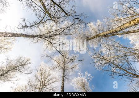 Une canopée de forêt glacée atteint le ciel d'hiver. Les branches blanches et croustillantes créent un contraste frappant avec le bleu pâle, offrant un serein, naturel, un Banque D'Images