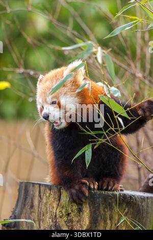 Vue de face rapprochée d'un panda rouge (Ailurus fulgens) assis isolé à l'extérieur, se nourrissant de feuilles. Banque D'Images