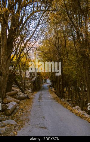 Vue d'une route étroite coupant à travers un tunnel d'arbres d'automne, où les feuilles d'or rencontrent l'asphalte gris dans un affichage panoramique, Ghawari, Gilgit Baltist Banque D'Images