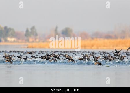 Vue d'un troupeau de canards qui s'envolent des eaux sereines et chatoyantes, avec des roseaux et des arbres lointains sous un ciel brumeux, lac Uchali, Punjab, Pakistan. Banque D'Images