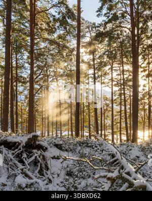 Vue de la lumière du soleil perçant à travers de grands pins projetant de longues ombres sur un sol forestier enneigé, créant une scène hivernale sereine, Caledonian Fore Banque D'Images