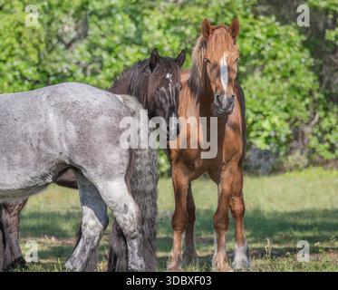 Brabant femelle adulte et chevaux de trait belges en groupe Banque D'Images