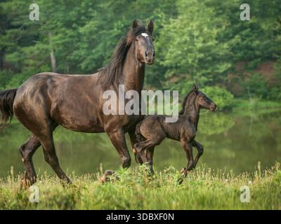 Femelle adulte Percheron Draft Horse jument court dans le champ par étang avec le poulain de cheval nouveau-né Banque D'Images