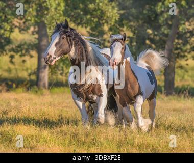 Poulain de poulain de poulain de cheval Gypsy Vanner courant avec jument femelle adulte dans un champ d'herbe haute Banque D'Images