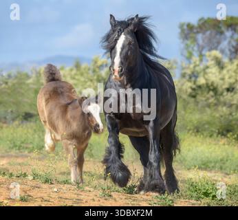 Gypsy Vanner Horse pouliche poulain tire des talons en jeu à côté de la jument en cours d'exécution Banque D'Images