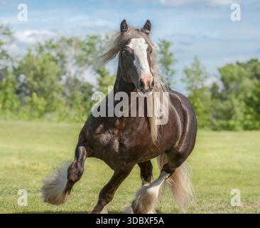 L'étalon Gypsy Vanner Horse mâle adulte court vers nous dans le champ d'herbe Banque D'Images
