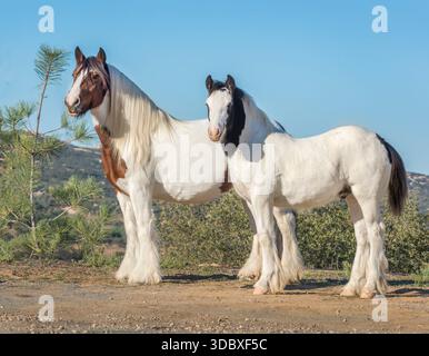 Gypsy Vanner Horse poulain sevrage poulain avec jument adulte Banque D'Images