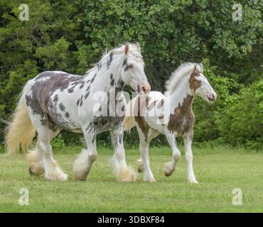 Jument femelle adulte Gypsy Vanner Horse avec bébé poulain courant sur le côté Banque D'Images