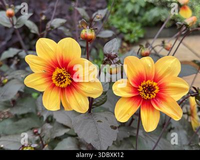 Un gros plan montre deux fleurs de dahlia Moonrise avec des pétales jaunes et rouges colorés sur les fleurs de cultivar en Angleterre Banque D'Images