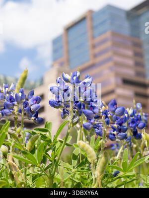 Bluebonnets ou lupins photographiés au premier plan avec une faible profondeur de champ. Le Texas Children's Hospital à Houston est en arrière-plan. Banque D'Images