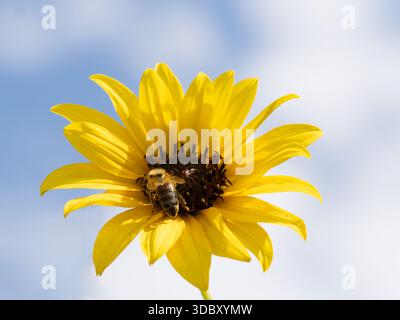 Abeille à miel recueillant le pollen sur un tournesol commun ou Helianthus annuus avec le ciel bleu et les nuages en arrière-plan. Banque D'Images