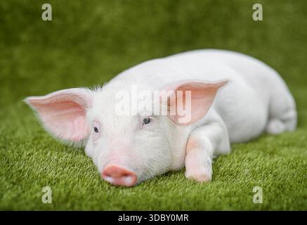 Jeune cochon sur l'herbe fraîche, mode de vie agricole écologique et paysage rural printanier Banque D'Images