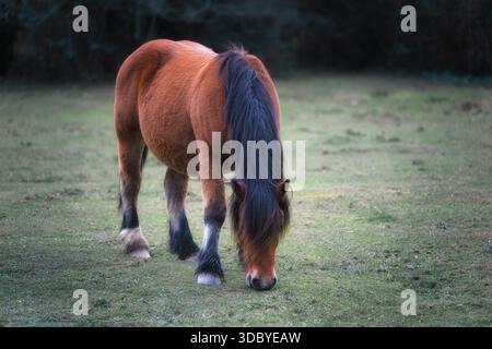 Un cheval brun avec une crinière noire se nourrit calmement dans un pré rural. Banque D'Images