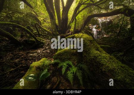 Une scène de forêt magique avec des troncs d'arbres couverts de mousse, des fougères vertes vibrantes et une cascade cachée en arrière-plan. Cette forêt luxuriante et humide Banque D'Images