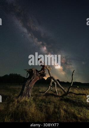 Une superbe photographie du ciel nocturne montrant la voie lactée s'élevant au-dessus d'un vieil arbre tordu dans un champ ouvert. Les branches s'étendent vers le haut, faisant écho à l'étoile Banque D'Images