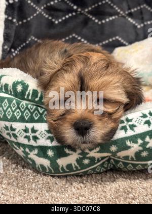 Doux amour chiot Banque D'Images
