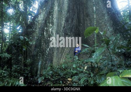 Homme debout devant des arbres géants dans le parc national de Tambopata dans le bassin amazonien, Pérou, Amérique du Sud, septembre 1997, millésime, rétro, vieux, histori Banque D'Images