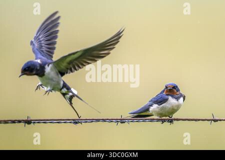 Une hirondelle de grange (Hirundo rustica) s'envole d'un câble tandis qu'une autre est assise immobile. Scène rurale tranquille aux couleurs naturelles, sur fil de fer barbelé, Duemmerniederung, Di Banque D'Images