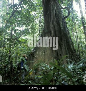 Homme debout devant des arbres géants dans le parc national de Tambopata dans le bassin amazonien, Pérou, Amérique du Sud, septembre 1997, millésime, rétro, vieux, histori Banque D'Images