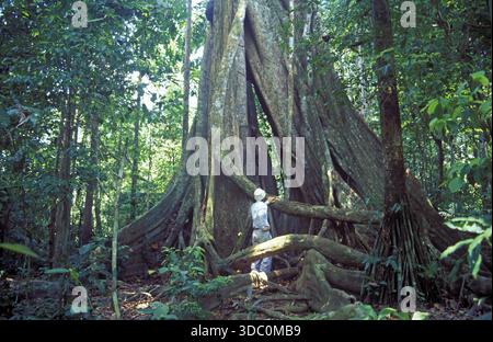 Homme debout devant des arbres géants dans le parc national de Tambopata dans le bassin amazonien, racines de planche, Pérou, Amérique du Sud, septembre 1997, vintage, rétro Banque D'Images