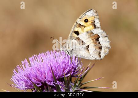 Profil latéral d'un papillon Hermite (Chazara briseis) avec des motifs d'ailes cryptiques reposant sur une fleur de chardon violette vibrante dans un champ. Banque D'Images