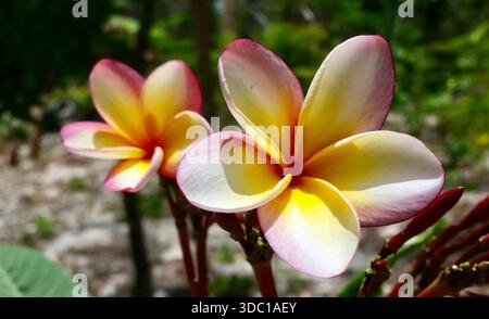 Un gros plan luxuriant de belles fleurs de magnolia blanc poussant dans la jungle mexicaine, enrichi de tons chauds jaunes, oranges et rouges. Banque D'Images