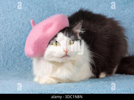 Beau chat noir et blanc portant un béret rose couché sur une couverture bleue Banque D'Images