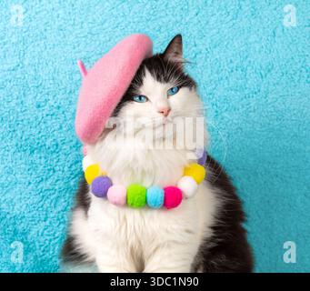 Portrait d'un beau chat noir et blanc portant un béret rose et collier sur fond bleu. Le chat aux yeux bleus dans une peluche arc-en-ciel colll Banque D'Images