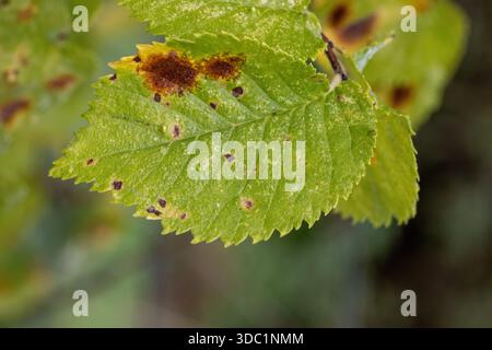 Feuille d'arbre de hêtre européen ou commun (Fagus sylvatica) tournant vers l'or jaune et brun à la lumière du soleil d'automne isolé sur un fond naturel à Seaton Wetla Banque D'Images