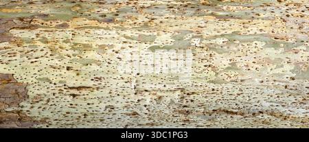 Écorce de Sycamore créant des motifs abstraits à partir de couches de pelage et de dispersion Banque D'Images