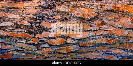 Gros plan montrant la texture naturelle de l'écorce de pin rugueuse avec des couleurs orange et marron Banque D'Images