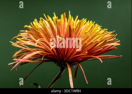 Orange vif et jaune araignée Chrysanthème Vert toile de fond Banque D'Images
