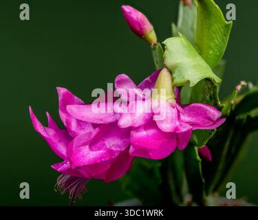Magenta Christmas Cactus Flower Macro sur Vert Banque D'Images