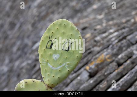 un bloc de cactus de barbarie avec un visage humoristique dessiné à la main ressemblant à un chat ou un lapin, avec de grands yeux et un nez en forme de cœur, serrés dans un flou Banque D'Images